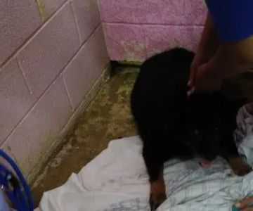 Hyattsville Animal Hospital