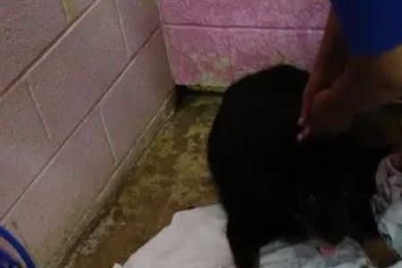 Hyattsville Animal Hospital