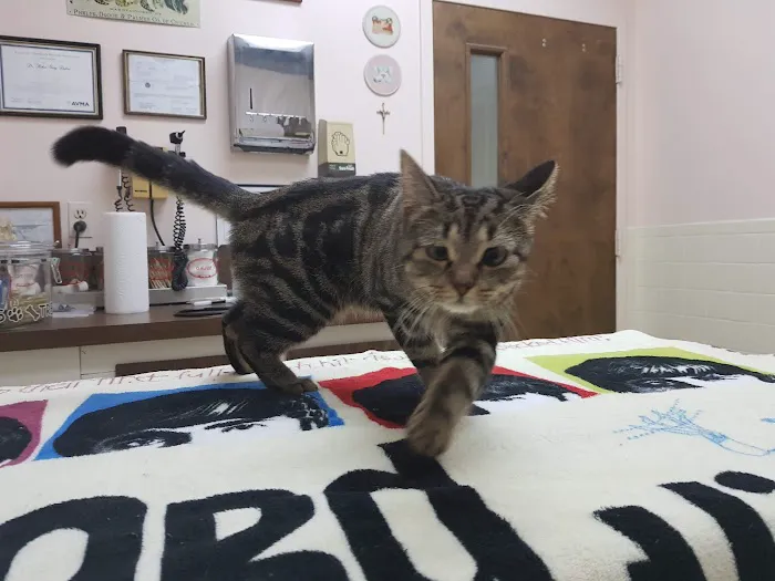 Hyattsville Animal Hospital 12