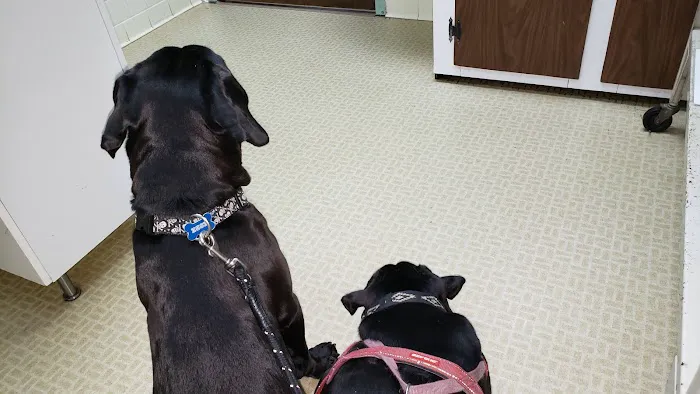 Hyattsville Animal Hospital 12