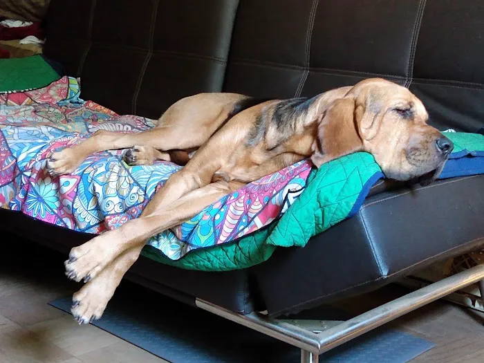 Lynn Animal Hospital 12