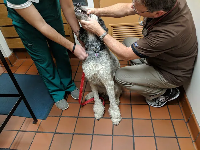 Lynn Animal Hospital 12