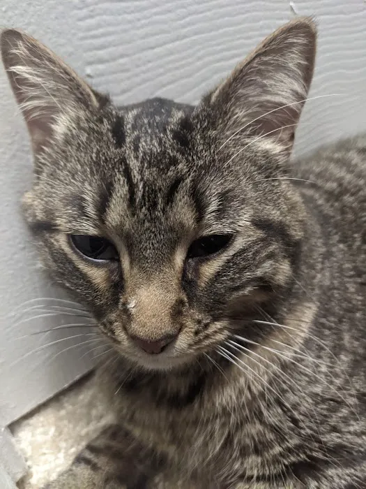 Pender Veterinary Centre - Fairfax (24/7 Emergency) 1