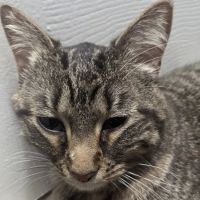 Pender Veterinary Centre - Fairfax (24/7 Emergency) ico
