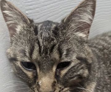 Pender Veterinary Centre - Fairfax (24/7 Emergency)