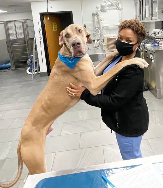 Pender Veterinary Centre - Fairfax (24/7 Emergency) 3
