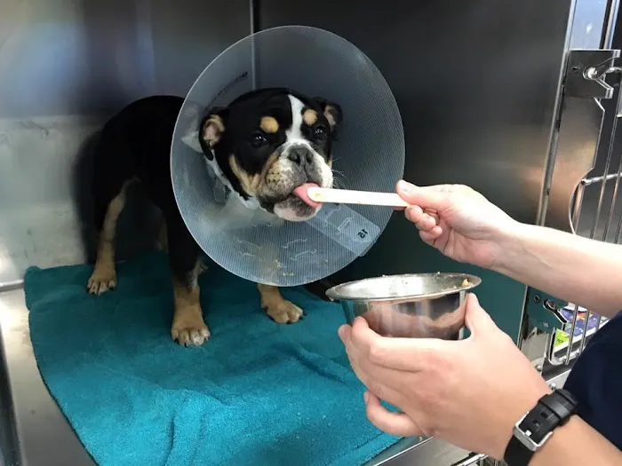 Pender Veterinary Centre - Fairfax (24/7 Emergency) 5