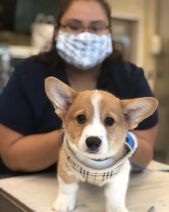 Pender Veterinary Centre - Fairfax (24/7 Emergency) 9