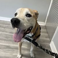 Tails and Scales Veterinary Center ico