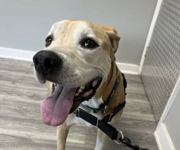 Tails and Scales Veterinary Center