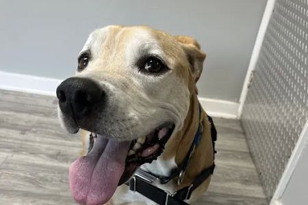 Tails and Scales Veterinary Center