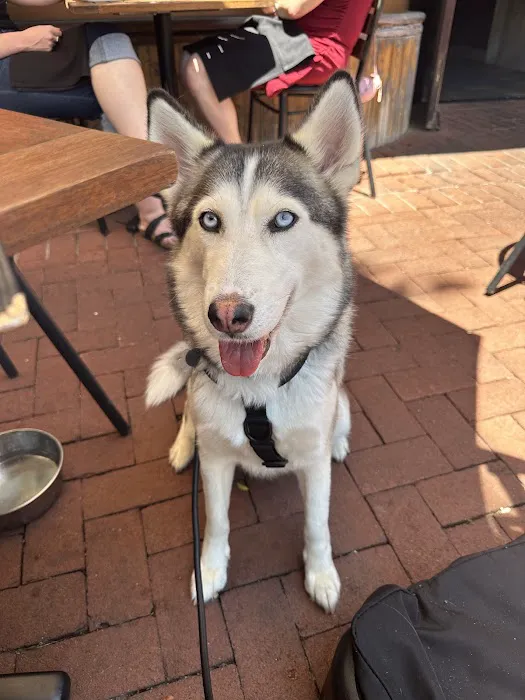 Shirlington Animal Hospital 2