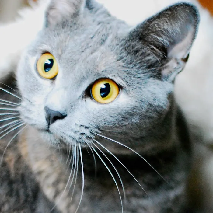 Shirlington Animal Hospital 8