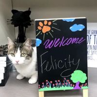 Shirlington Animal Hospital ico