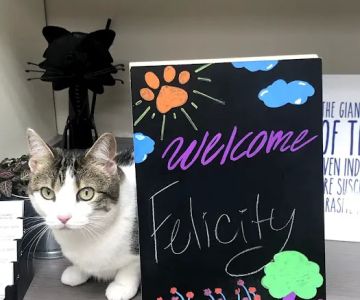 Shirlington Animal Hospital