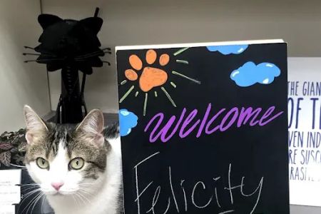 Shirlington Animal Hospital
