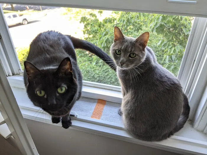 Shirlington Animal Hospital 6