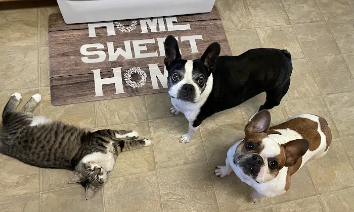 Shirlington Animal Hospital 4