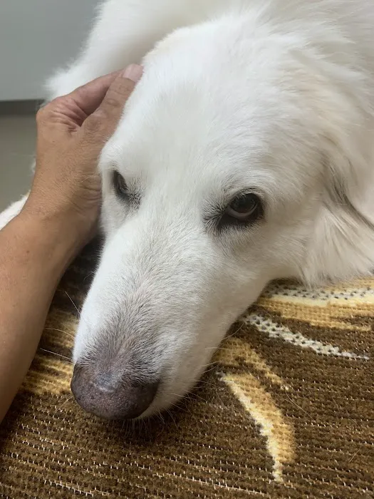 Shirlington Animal Hospital 3