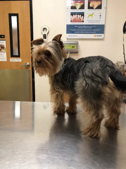 Banfield Pet Hospital 6