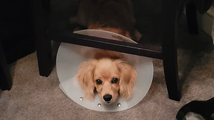 Banfield Pet Hospital 5