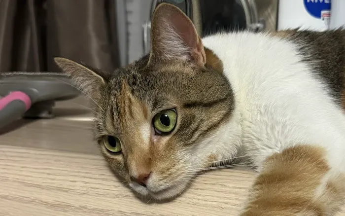 PetsFirst TLC Veterinary Center 12