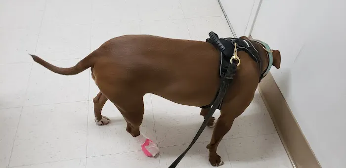Benson Animal Hospital: Randall C. Benson DVM 1