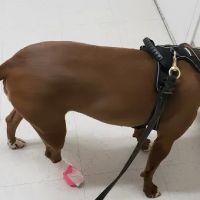 Benson Animal Hospital: Randall C. Benson DVM ico