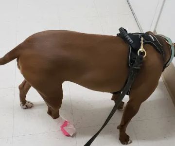 Benson Animal Hospital: Randall C. Benson DVM
