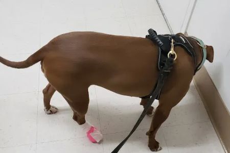 Benson Animal Hospital: Randall C. Benson DVM