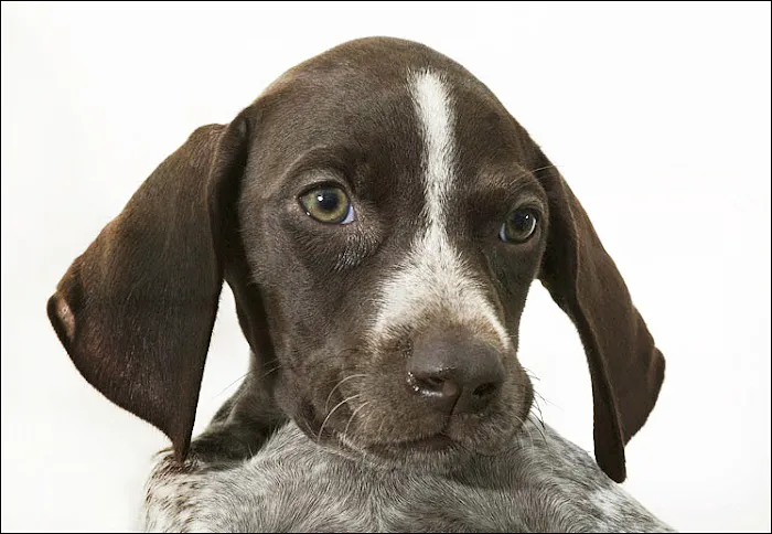 Benson Animal Hospital: Randall C. Benson DVM 6