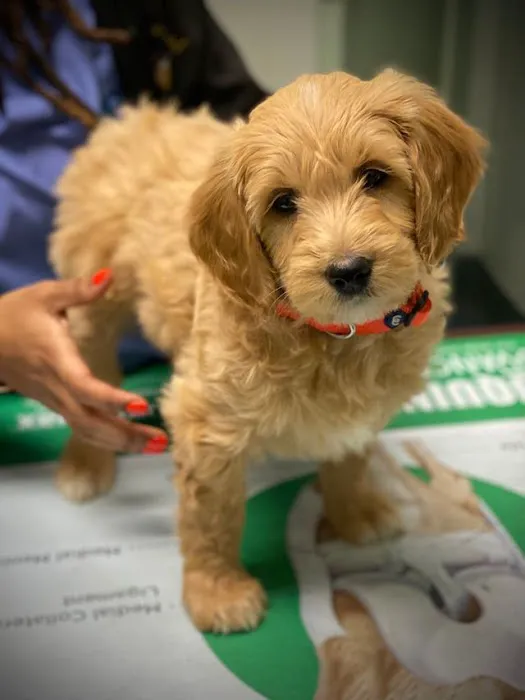 Kenwood Animal Hospital Inc 12