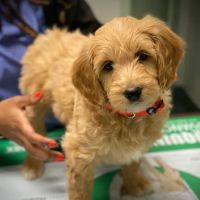 Kenwood Animal Hospital Inc ico