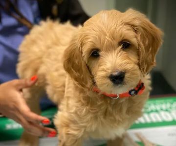 Kenwood Animal Hospital Inc