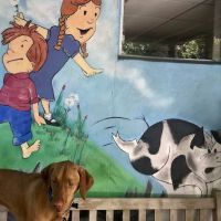 Del Ray Animal Hospital ico
