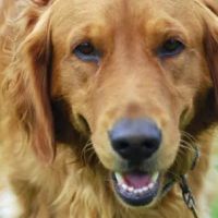 Alpine Veterinary Hospital ico