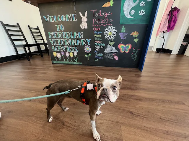 Meridian Veterinary Services 4