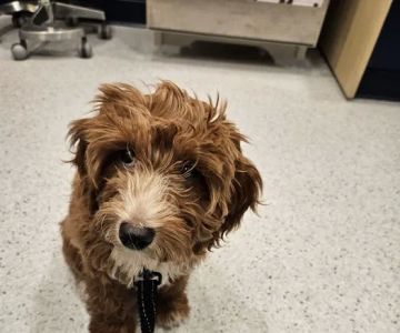 Bond Vet - Alexandria