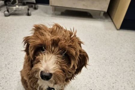 Bond Vet - Alexandria