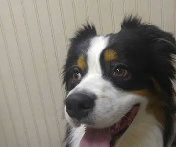 Hometown Veterinary Clinic