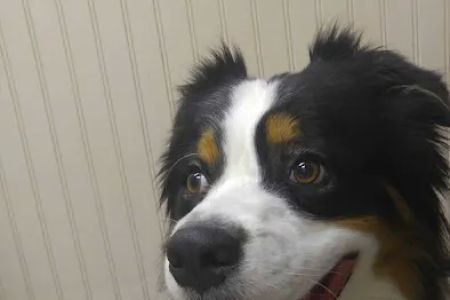 Hometown Veterinary Clinic