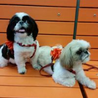 Banfield Pet Hospital ico