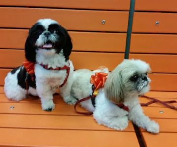 Banfield Pet Hospital