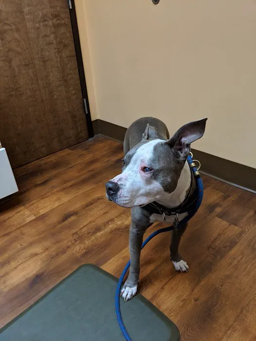 Del Ray Animal Hospital 2