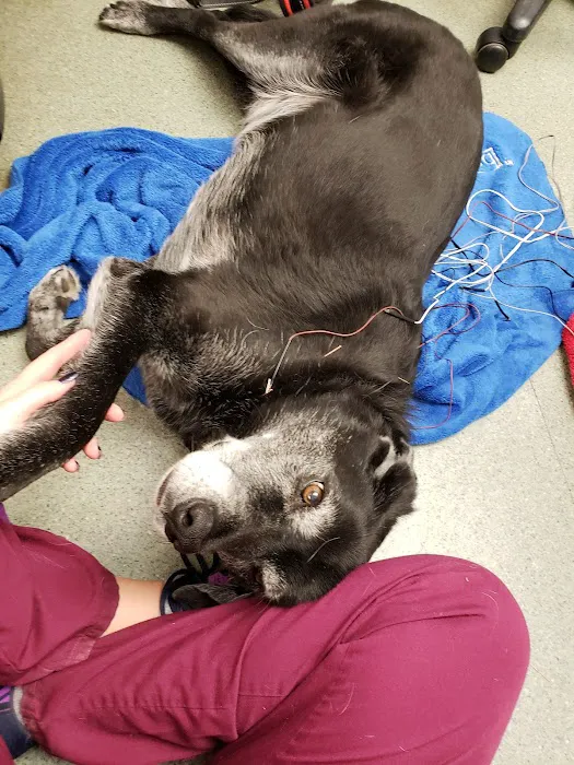 Del Ray Animal Hospital 9