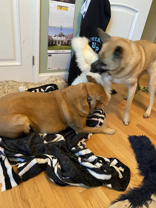 Fairfax Animal Hospital 4