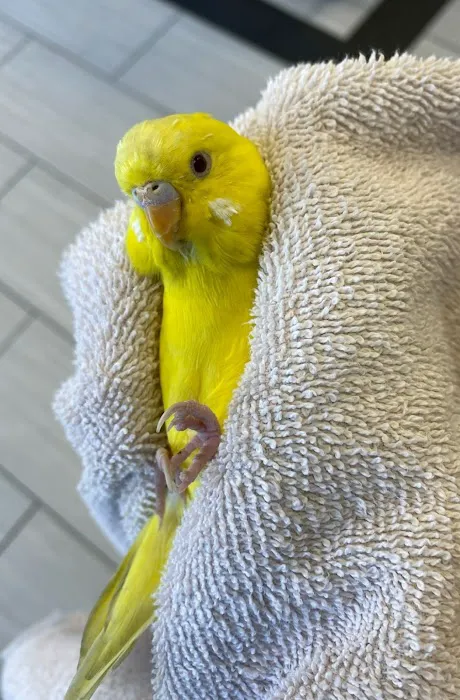 Fairfax Animal Hospital 5