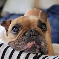 Kingsview Animal Hospital ico