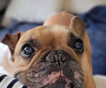 Kingsview Animal Hospital