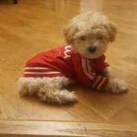Banfield Pet Hospital ico